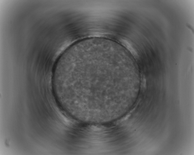 X0000097510346200803142046