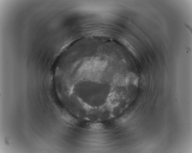 X0000097510355200803142046