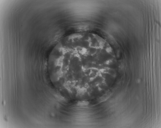 X0000097510369200803142046