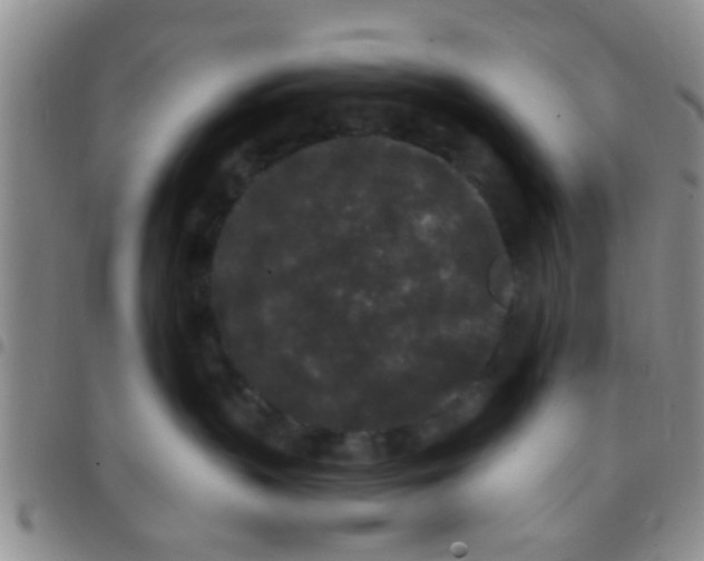 X0000097510383200803142046