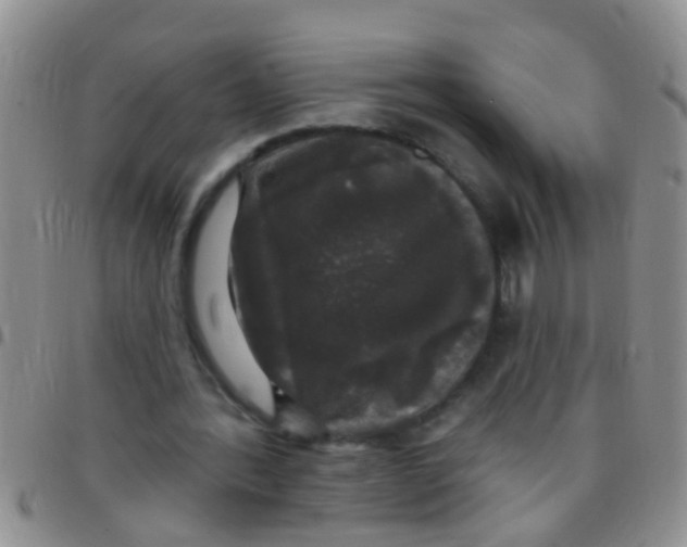 X0000097510388200803142046