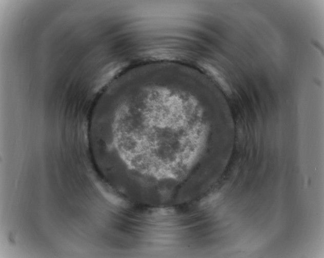 X0000097510398200803142046