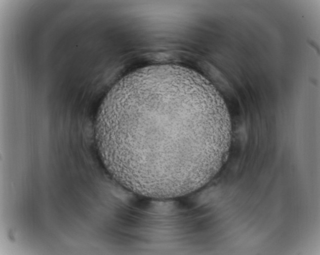 X0000097510469200803142045