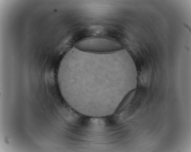 X0000097510520200803142044