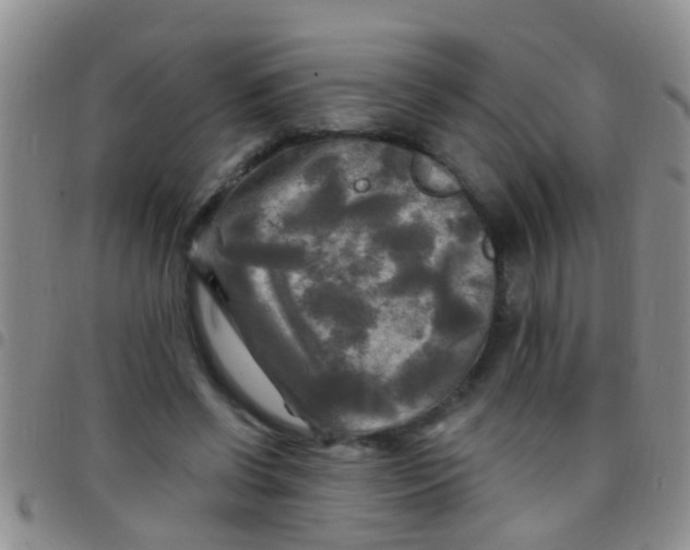 X0000097510542200803142043
