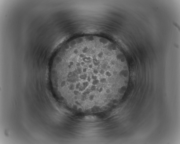 X0000097510591200803142043
