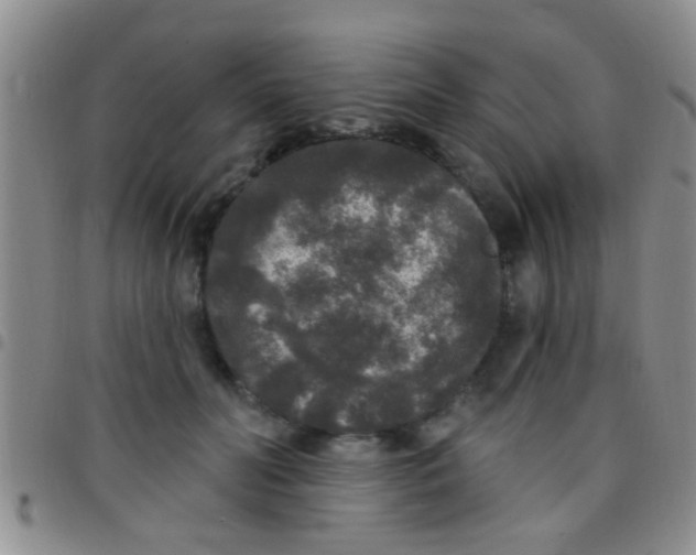 X0000097510606200803142043