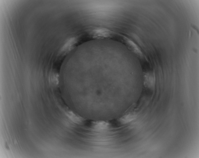 X0000097510621200803142042