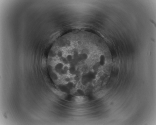 X0000097510623200803142042