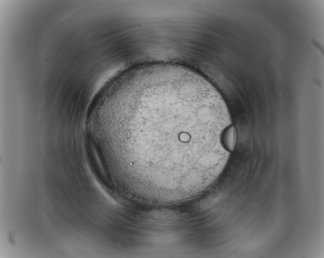 X0000097510630200803142042