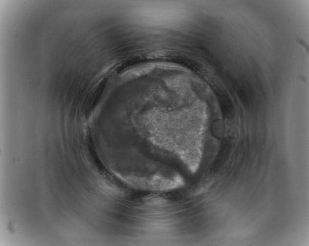 X0000097510648200803142042