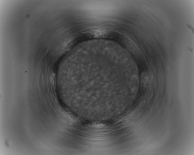 X0000097510650200803142042