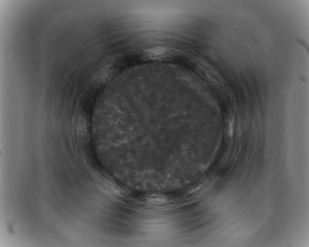 X0000097510653200803142042