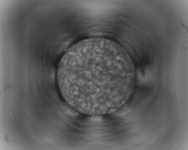 X0000097510668200803142042