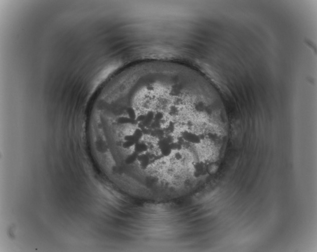 X0000097510679200803142041