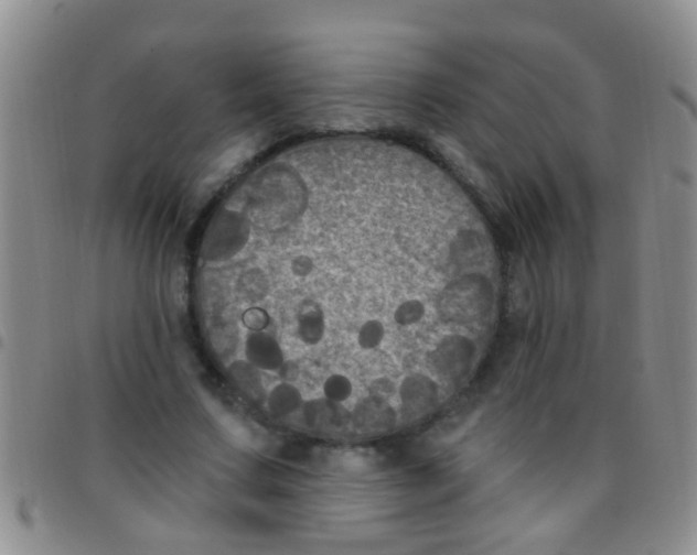 X0000097510683200803142041