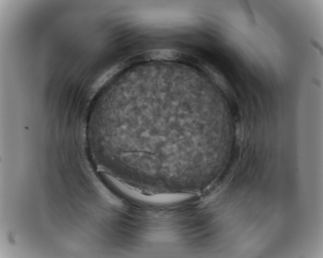 X0000097510725200803142040