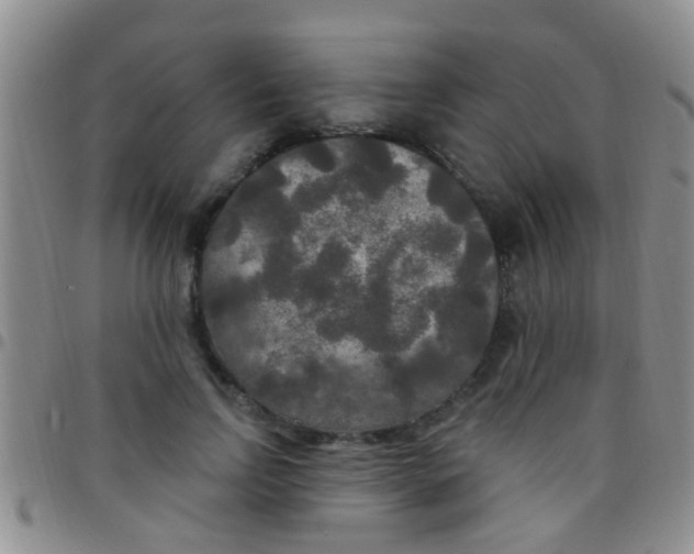 X0000097510742200803142040