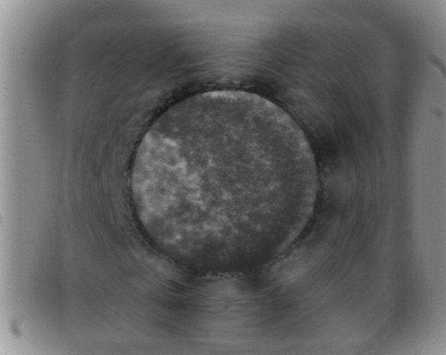 X0000097510769200803142040