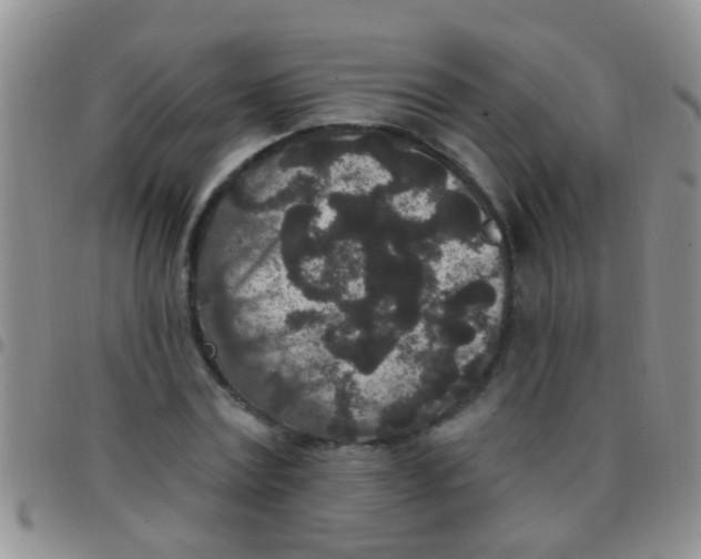 X0000097510779200803142040