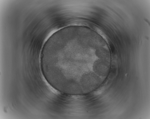 X0000097510803200803142040