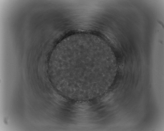 X0000097510817200803142039