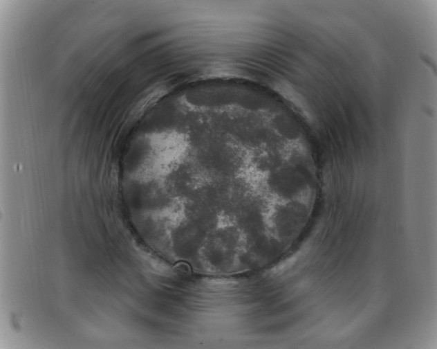 X0000097510825200803142039