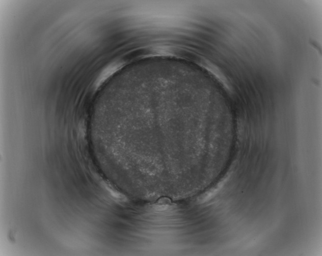 X0000097510826200803142039