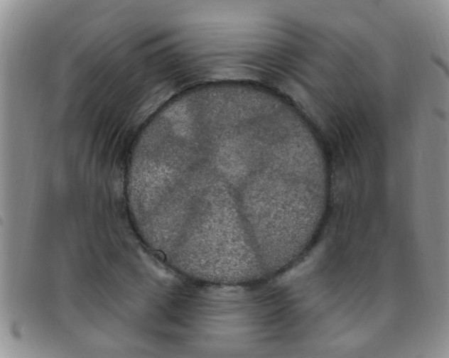 X0000097510833200803142039