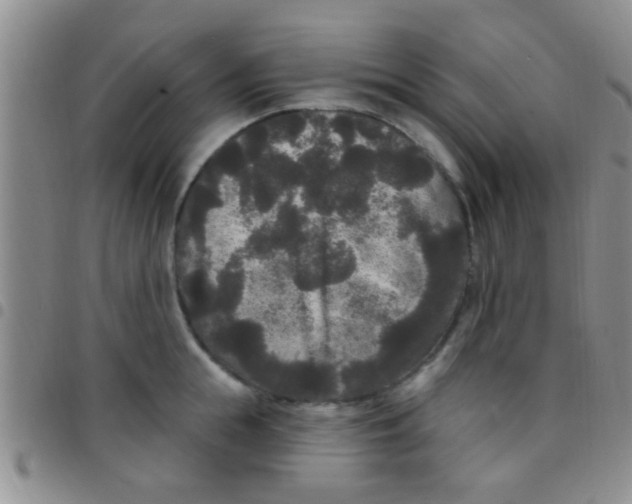 X0000097510855200803142039