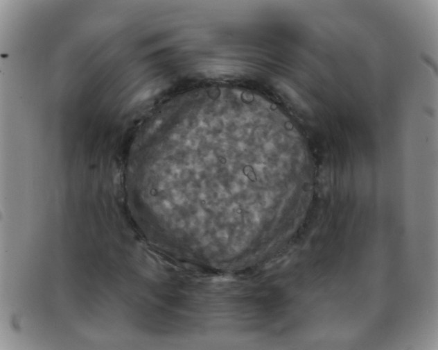 X0000097510917200803142038