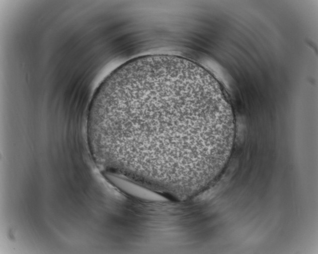 X0000097510952200803142038