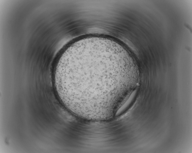 X0000097511022200803142036