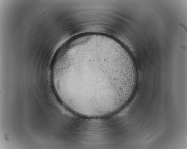 X0000097511029200803142036