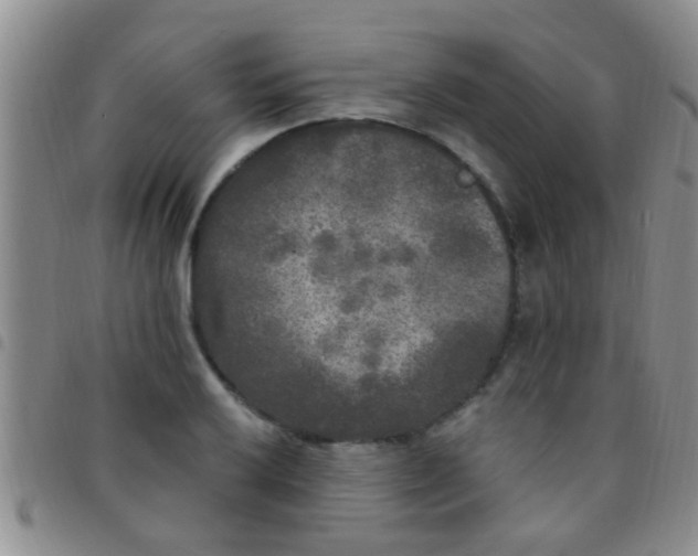 X0000097511032200803142036