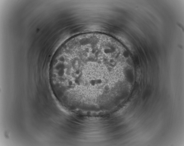 X0000097511039200803142036