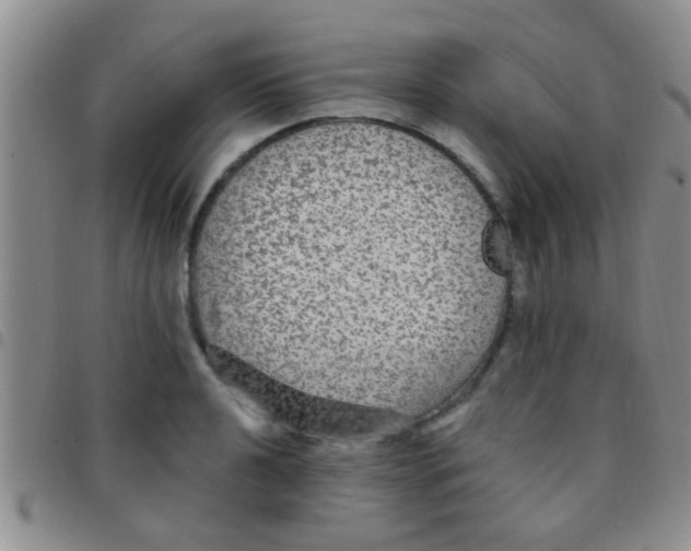 X0000097511040200803142036