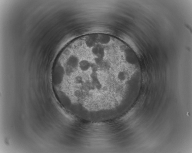 X0000097511043200803142036