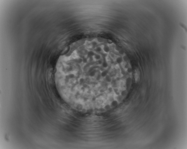 X0000097511059200803142036