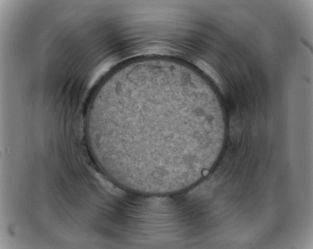 X0000097511067200803142036