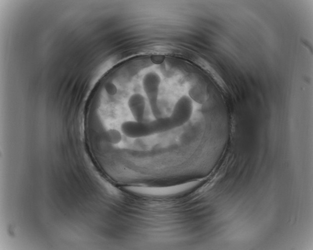 X0000097511083200803142036