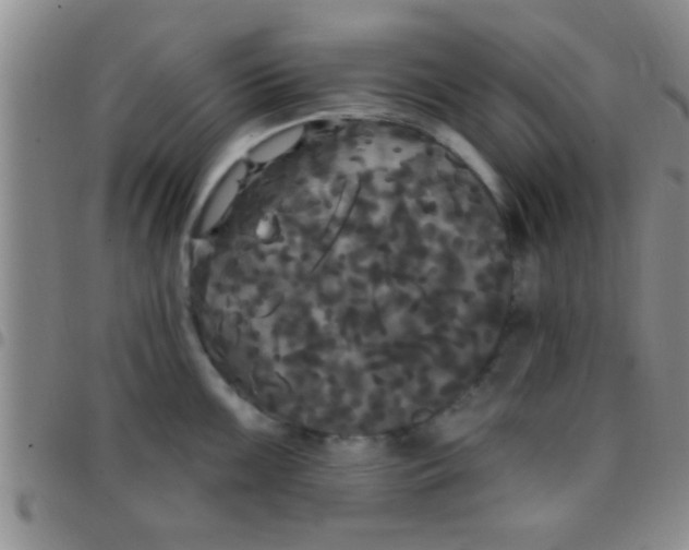 X0000097511099200803142035