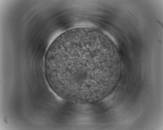 X0000097511103200803142035