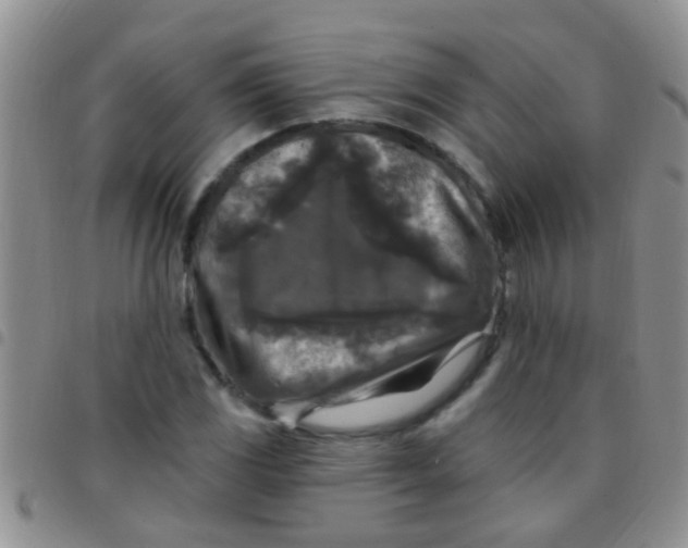 X0000097511117200803142035