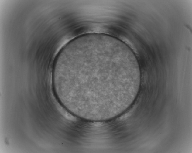 X0000097511130200803142035