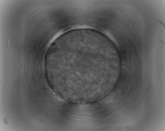 X0000097511173200803142034