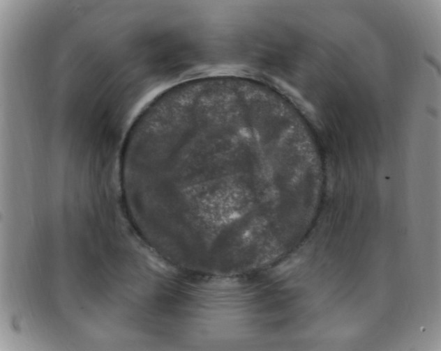 X0000097511174200803142034