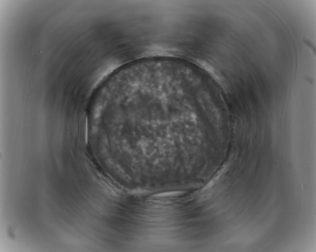 X0000097511219200803142034