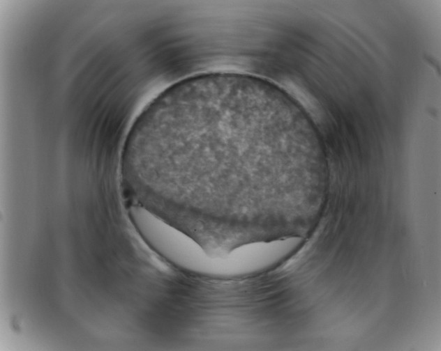 X0000097511240200803142034