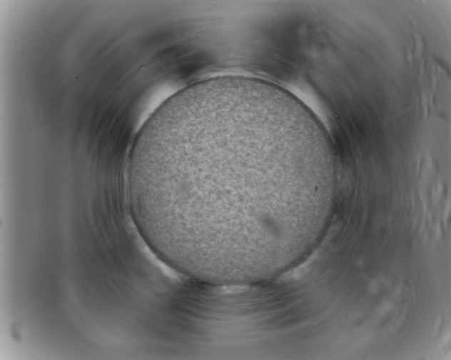 X0000097511290200803142033